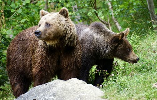 bear brown bears animals