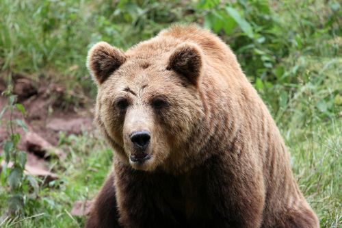 bear brown bear mammals