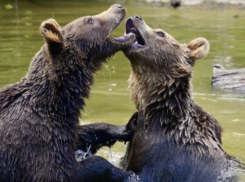 bear brown bears young bear