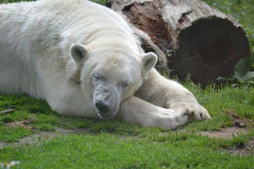 bear polar bear sleep