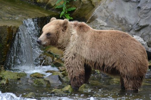bear brown bear fur