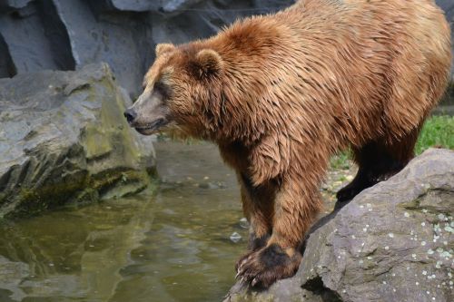 bear predator jump