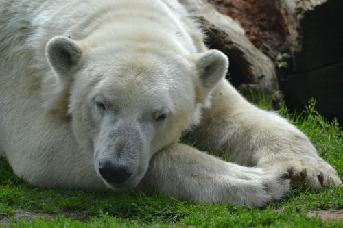 bear polar bear close