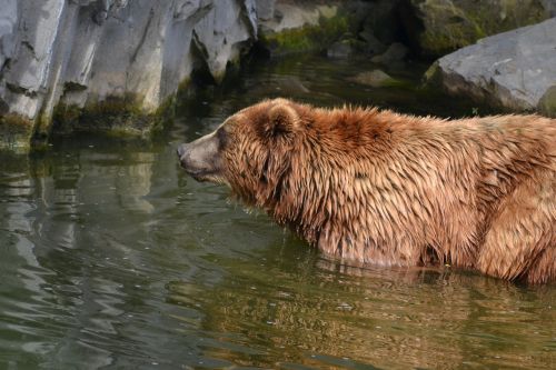 bear water swim