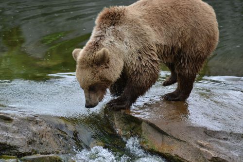 bear brown bear water