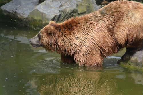 bear water nature