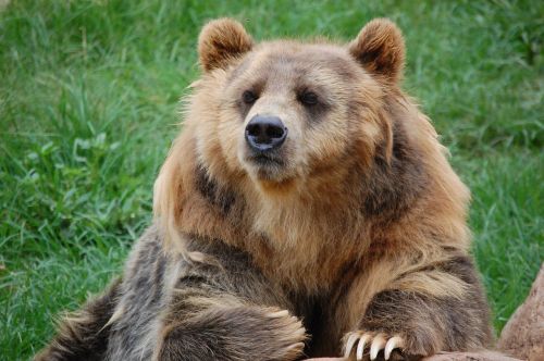 bear zoo fur