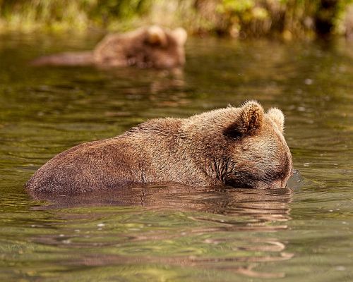 bear alaska fish