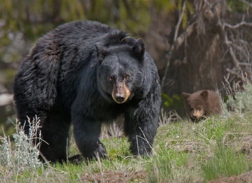 bear animal wildlife