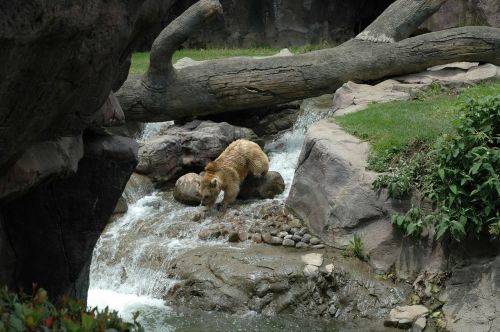 bear zoo mexico