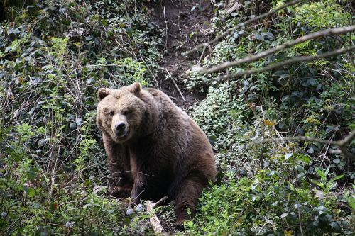 bear mammal nature