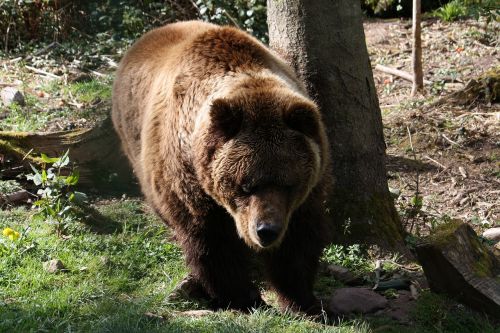 bear tree mammal