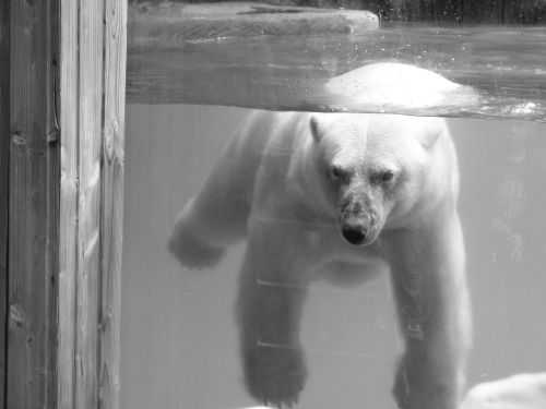 bear animal ice floe