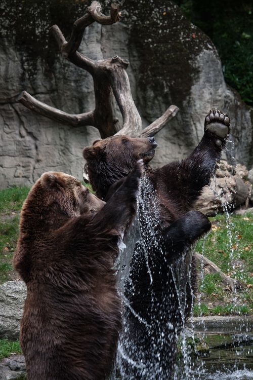 bear animal water