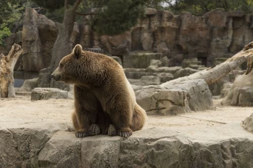bear waiting for food in the zoo madrid