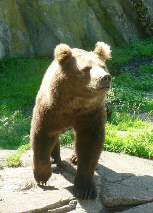 bear wilderness brown bear