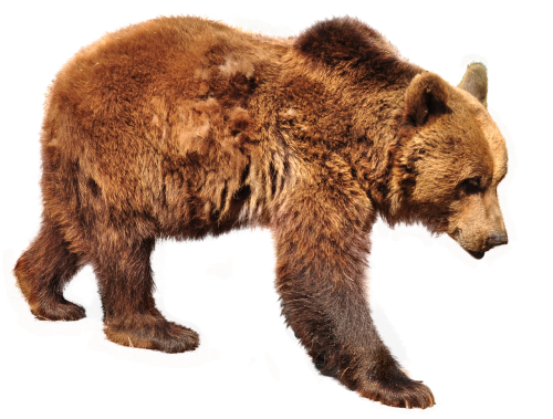bear brown bear isolated