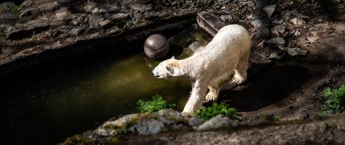 bear  zoo  polar bear