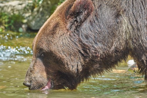 bear  drink  river