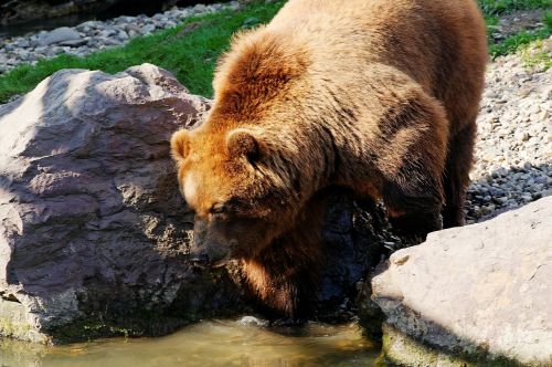 bear brown kamchatka bear