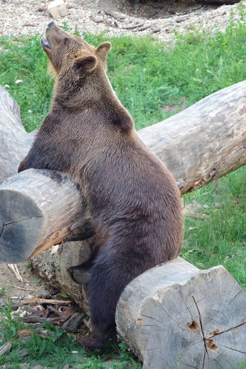 bear  brown bear  enclosure