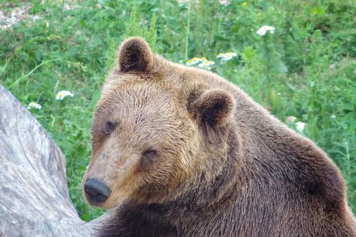 bear  brown bear  enclosure