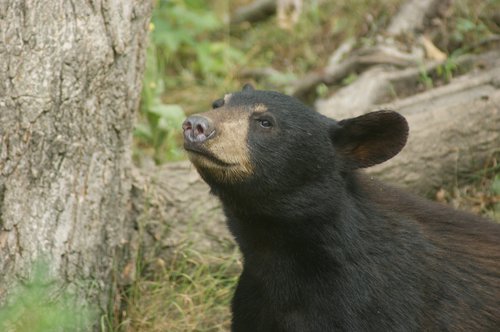 bear  black bear  animal