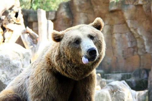 bear language animal