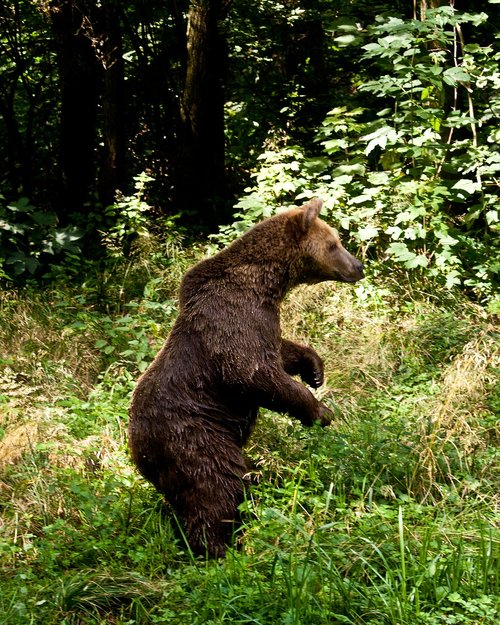 bear  brown bear  brown