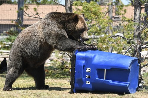 bear  trash  grizzly