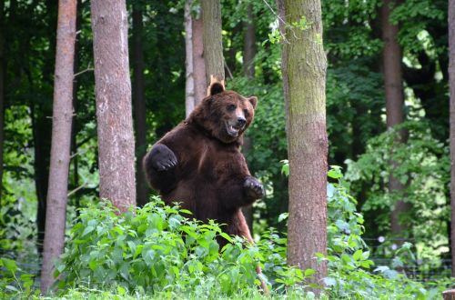bear forest eco-park