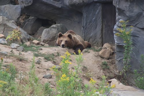 bear  zoo  nature
