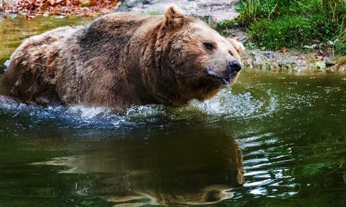 bear  brown bear  wildlife park