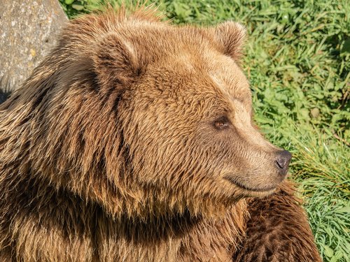 bear  brown bear  fur
