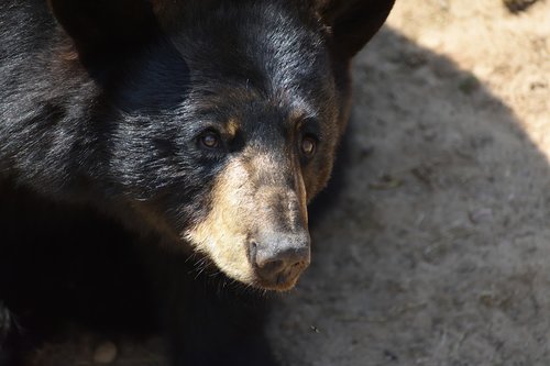 bear  black bear  animal