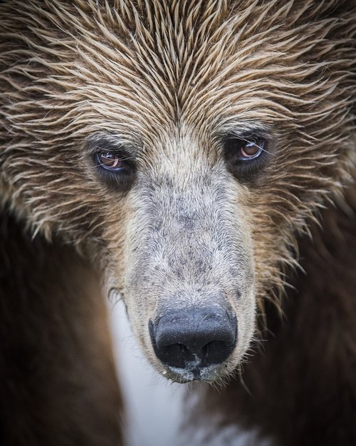 bear  grizzly  portrait