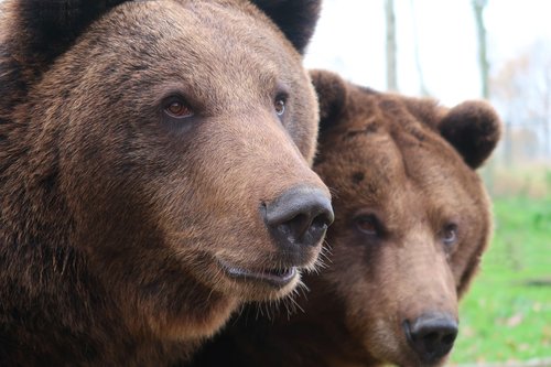 bear  brown bear  fur