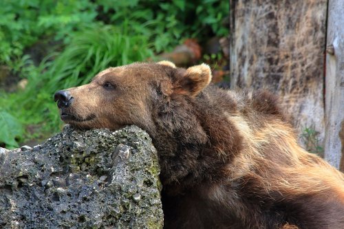 bear  brown bear  wild animal