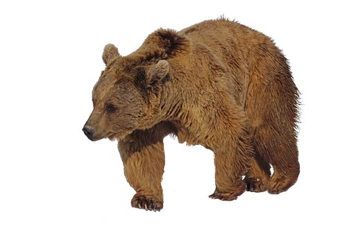 bear  brown bear  animal