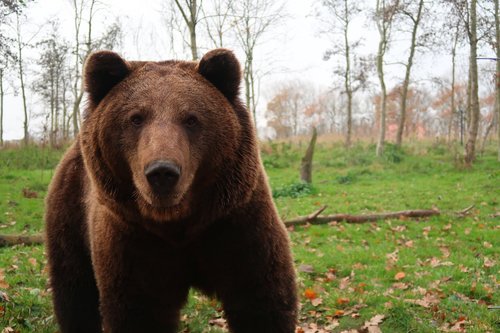 bear  brown bear  teddy bear