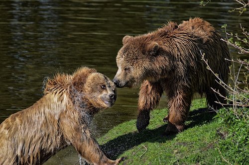 bear  play  water