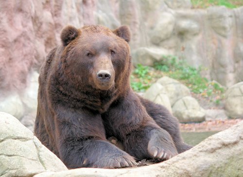 bear  brown  kamchatka