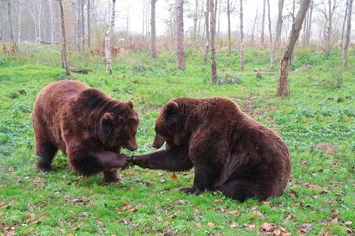 bear  bears  brown bear