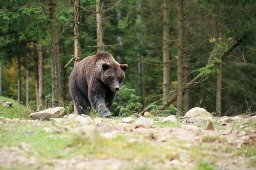 bear  brown  reserve