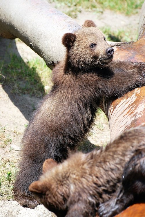 bear  animal  baby