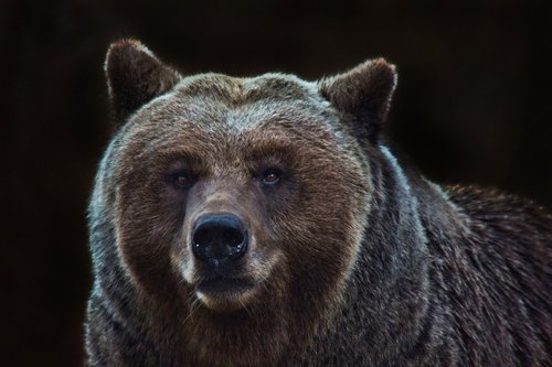 bear  pardo  animal