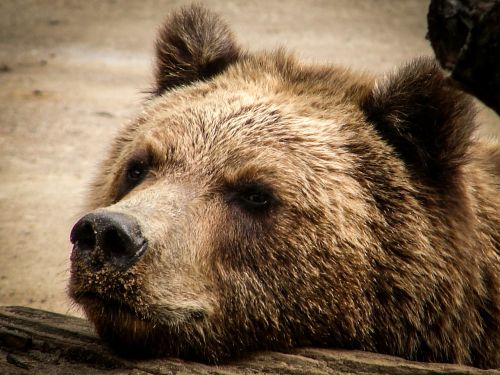 bear brown bear snout