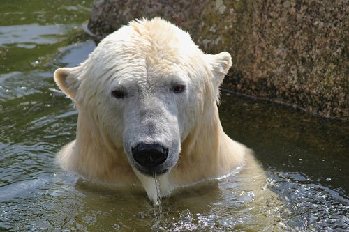bear  ice  arctic