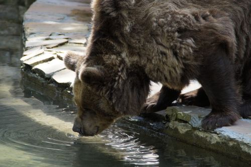 bear drink thirsty