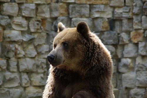 bear brown bear grizzly